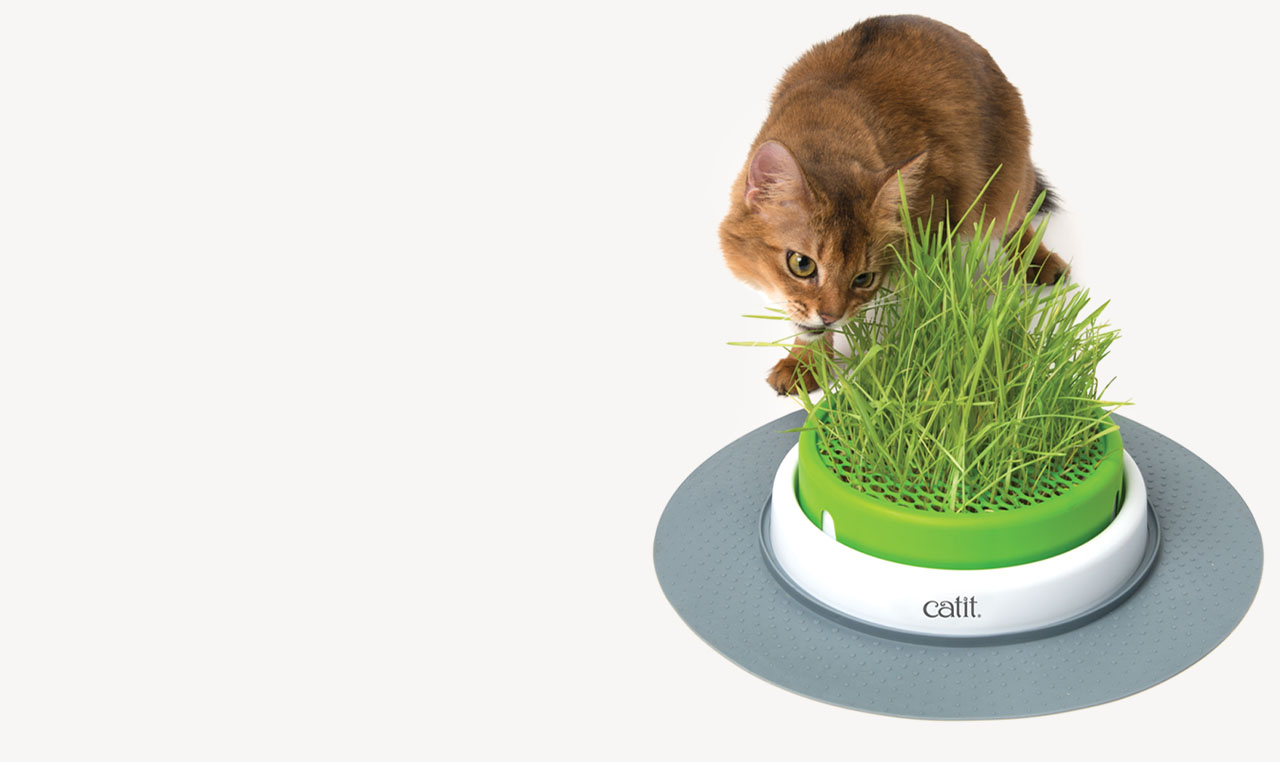 A brown cat eating fresh grass from a Catit planter on a grey mat