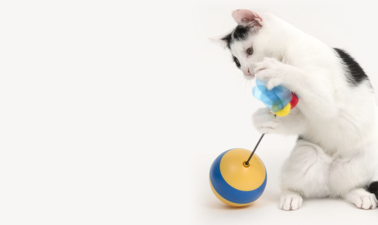 A black and white cat playing with a Catit spinning bee toy on a white background