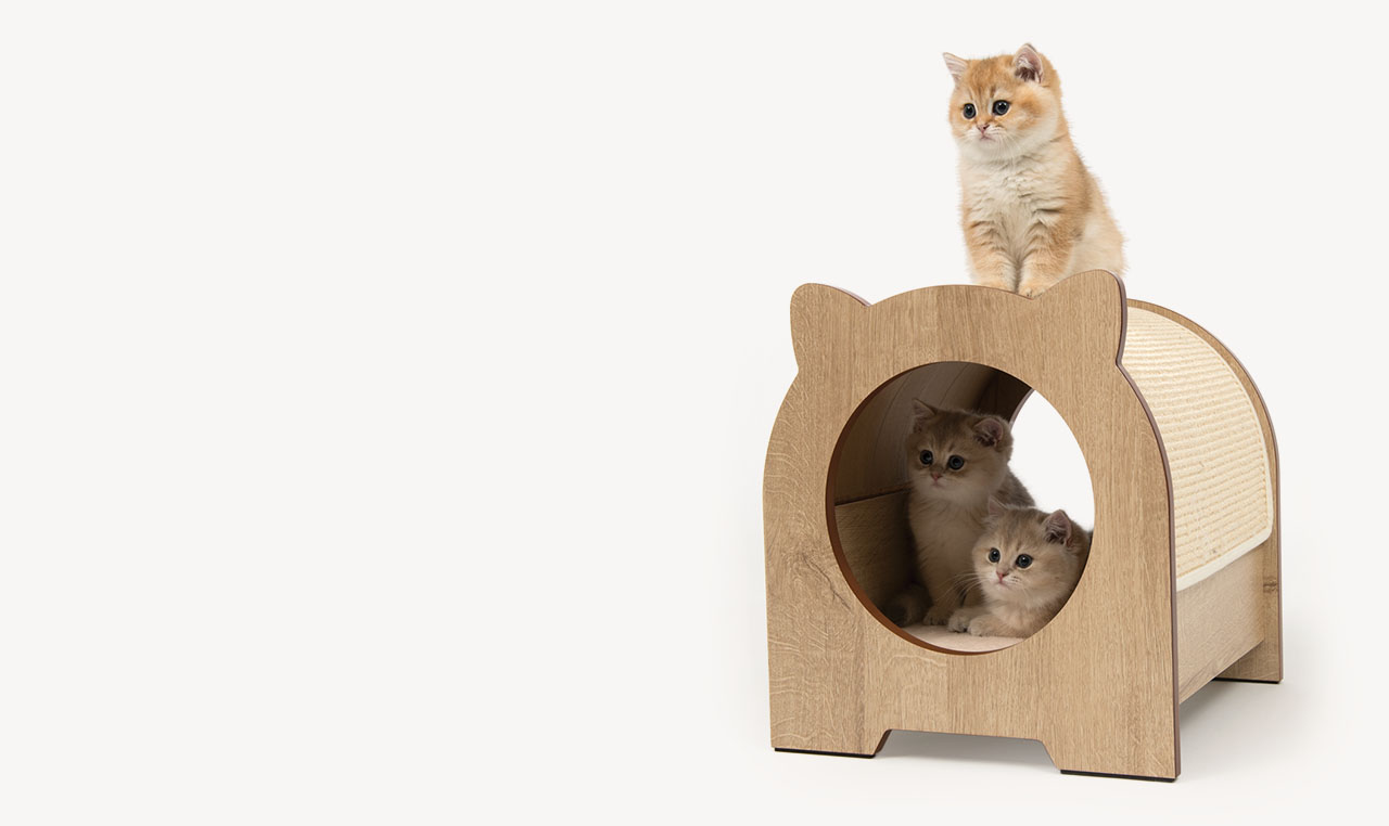 Three golden kittens with one sitting on top of a wooden cat house and two inside the circular opening