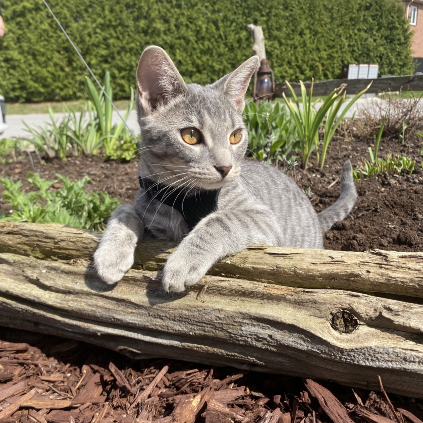 cat named Mousse