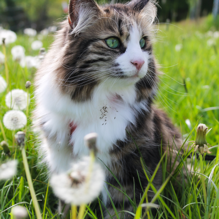 cat named Smilla