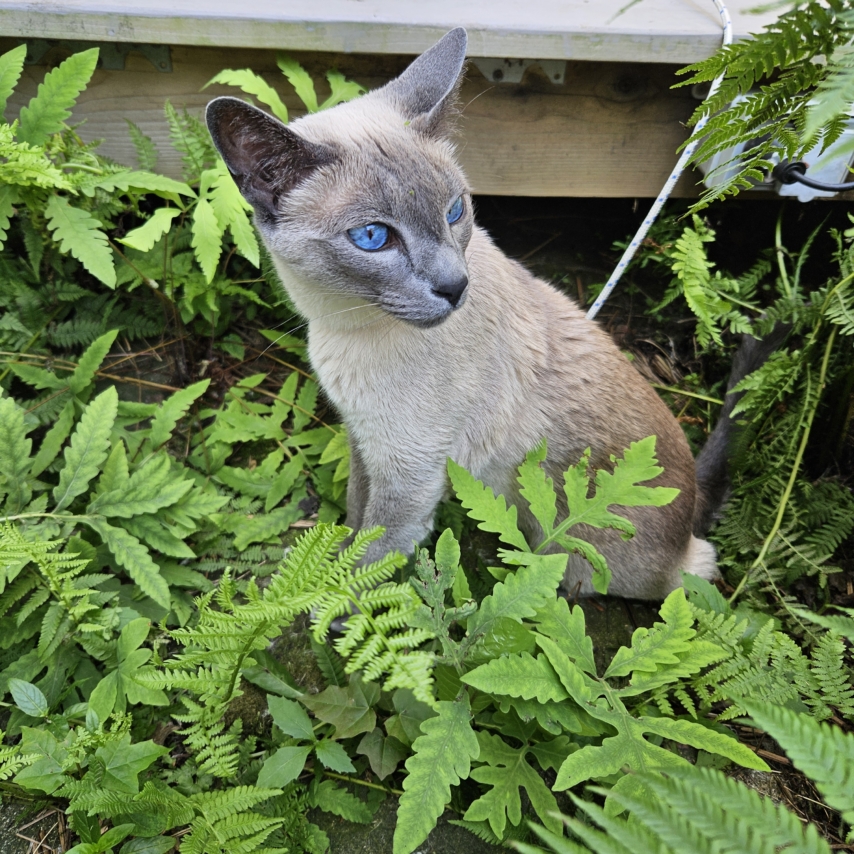 cat named Phoenix