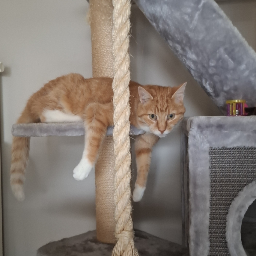 cat named Bo