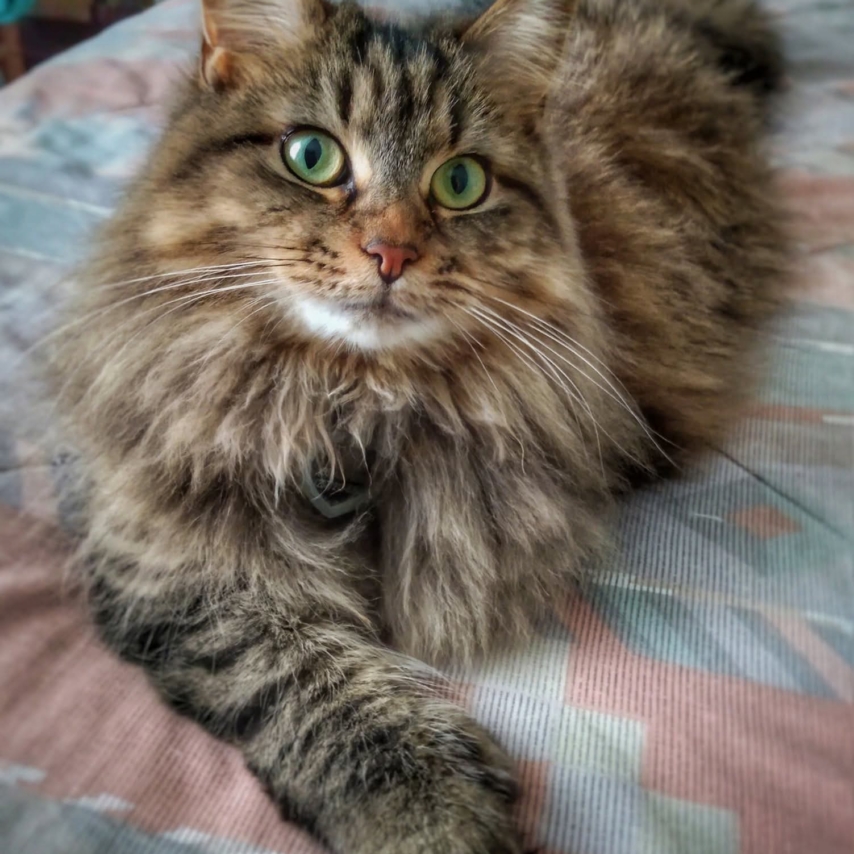 cat named Gemma