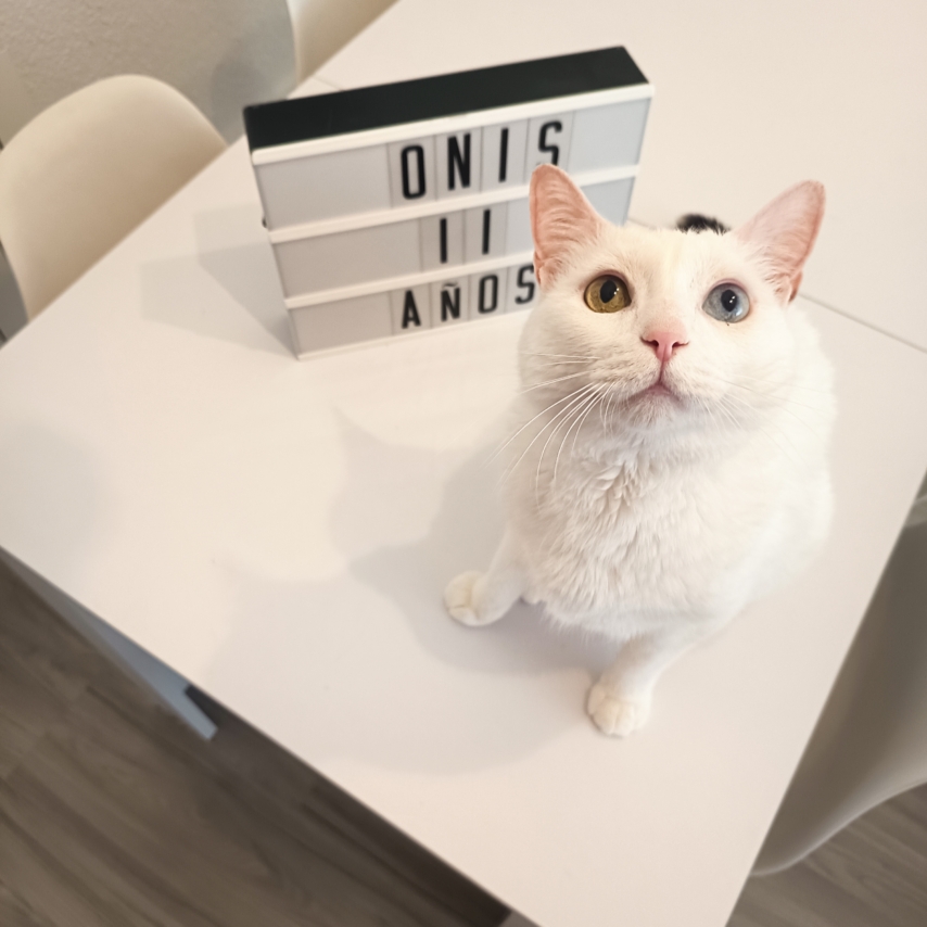 cat named Onís