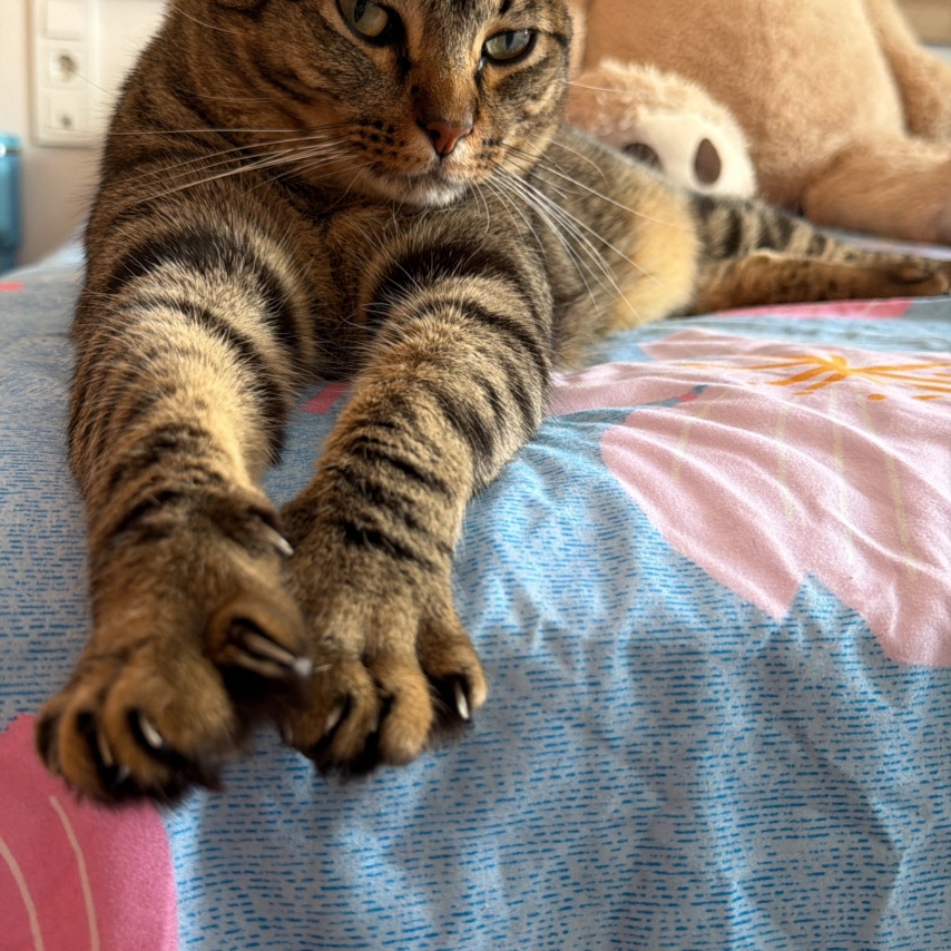 cat named Zeus