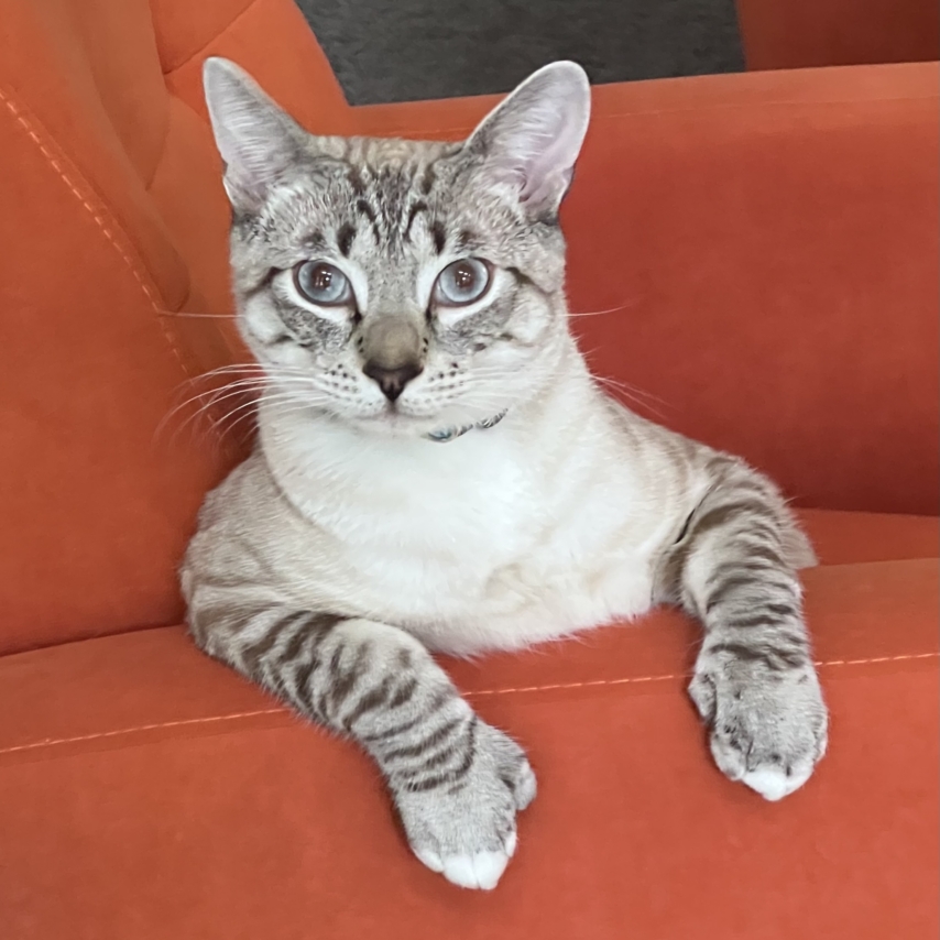cat named Frank