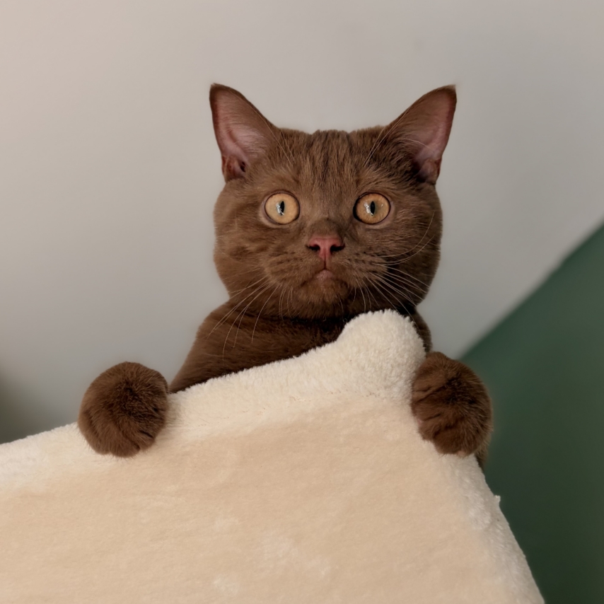 cat named Pesto