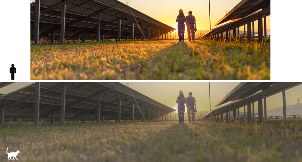 Two workers walking through a solar farm, shown in a vibrant version above and a desaturated version below