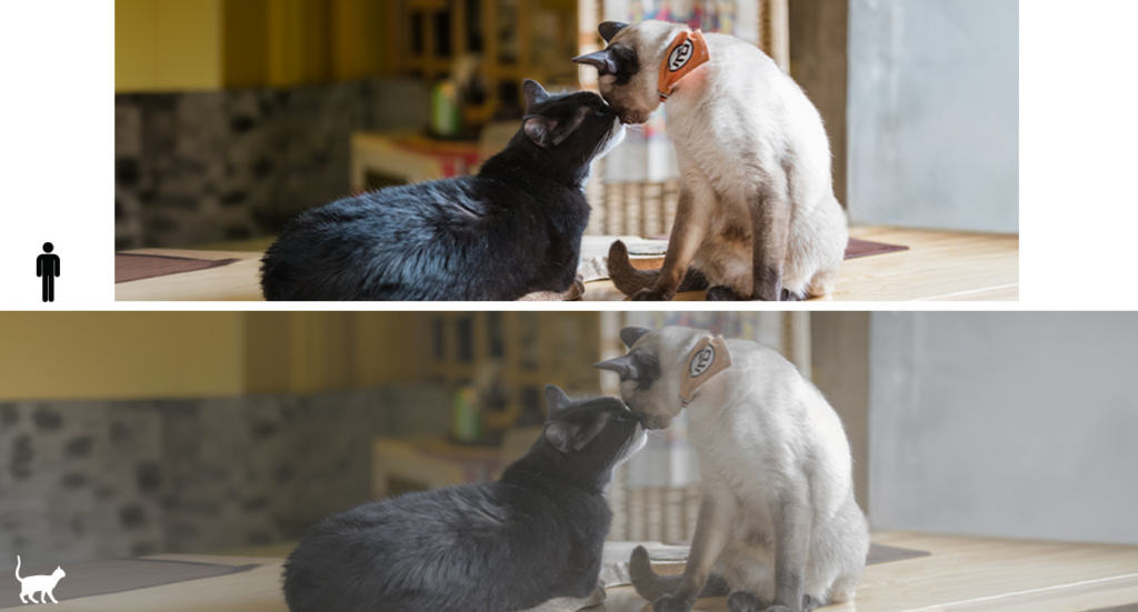 A black cat and a Siamese cat touching noses, shown in two different color filters to illustrate field of vision