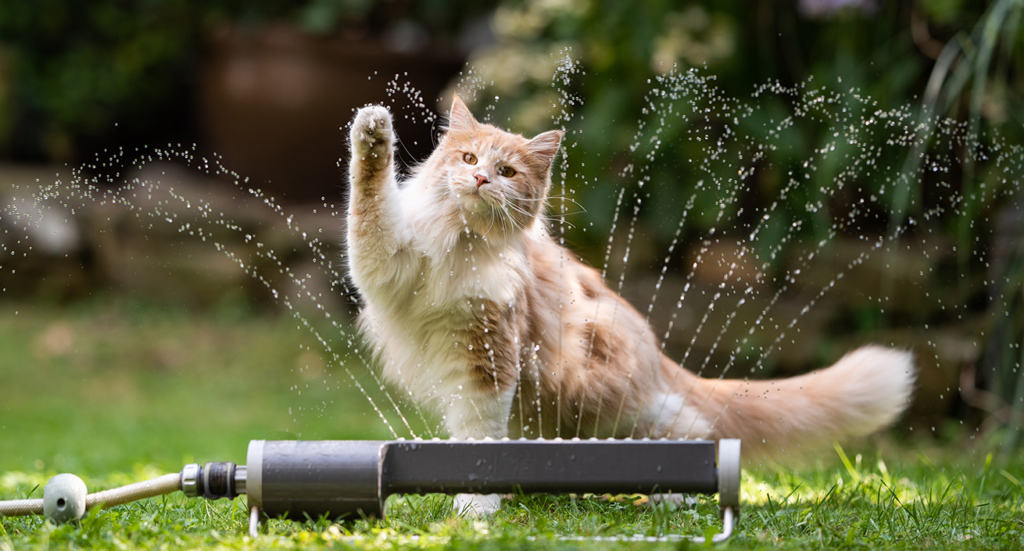 A cream tabby Maine Coon cat playing with a lawn sprinkler.