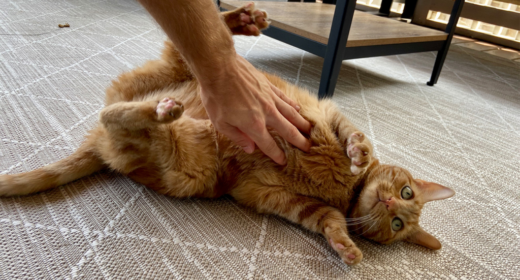 A ginger cat getting a belly rub