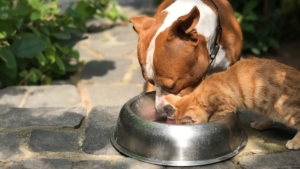 Un chat et un chien buvant dans le même bol sur des marches en pierre dans un jardin.