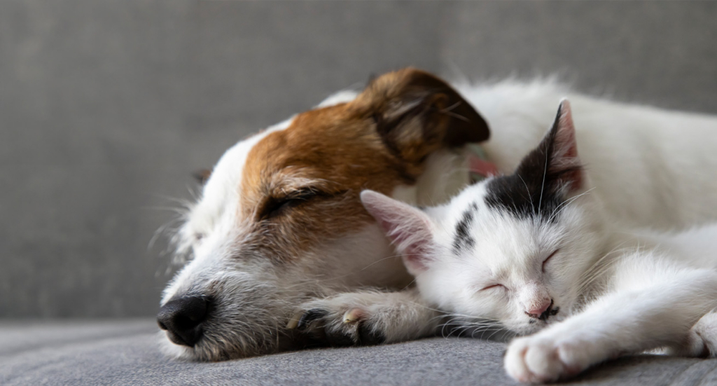 Jack Russell Terrier dormido y gatito blanco y negro.