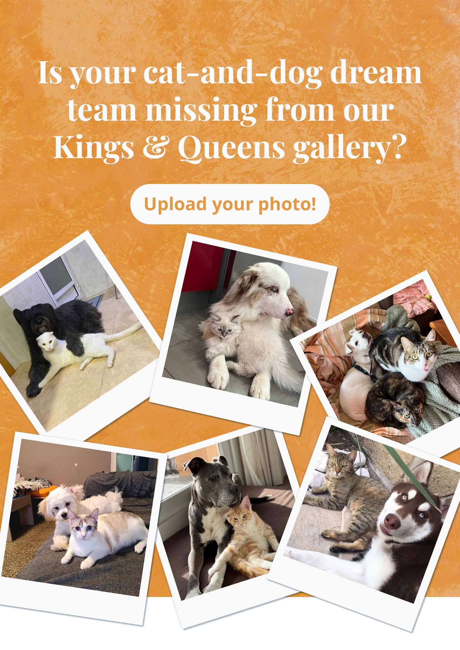 Banner featuring several Polaroid-style photos of dogs and cats. The banner displays the text: "Is your cat-and-dog dream team missing from our Kings & Queens Gallery? Upload your photo."