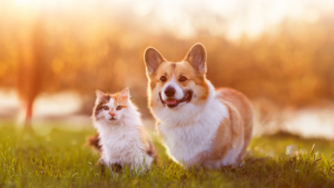 Un chat et un chien dans un champ regardant la caméra.