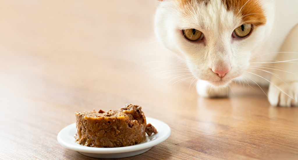 Gato blanco y naranja acercándose a comida enlatada para gatos en un plato de cerámica blanca sobre un suelo de madera.