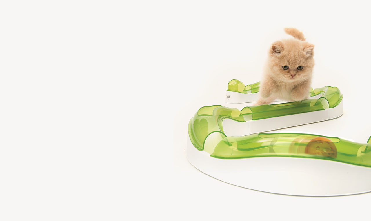 A fluffy kitten playing with a Catit Senses circuit toy on a white background