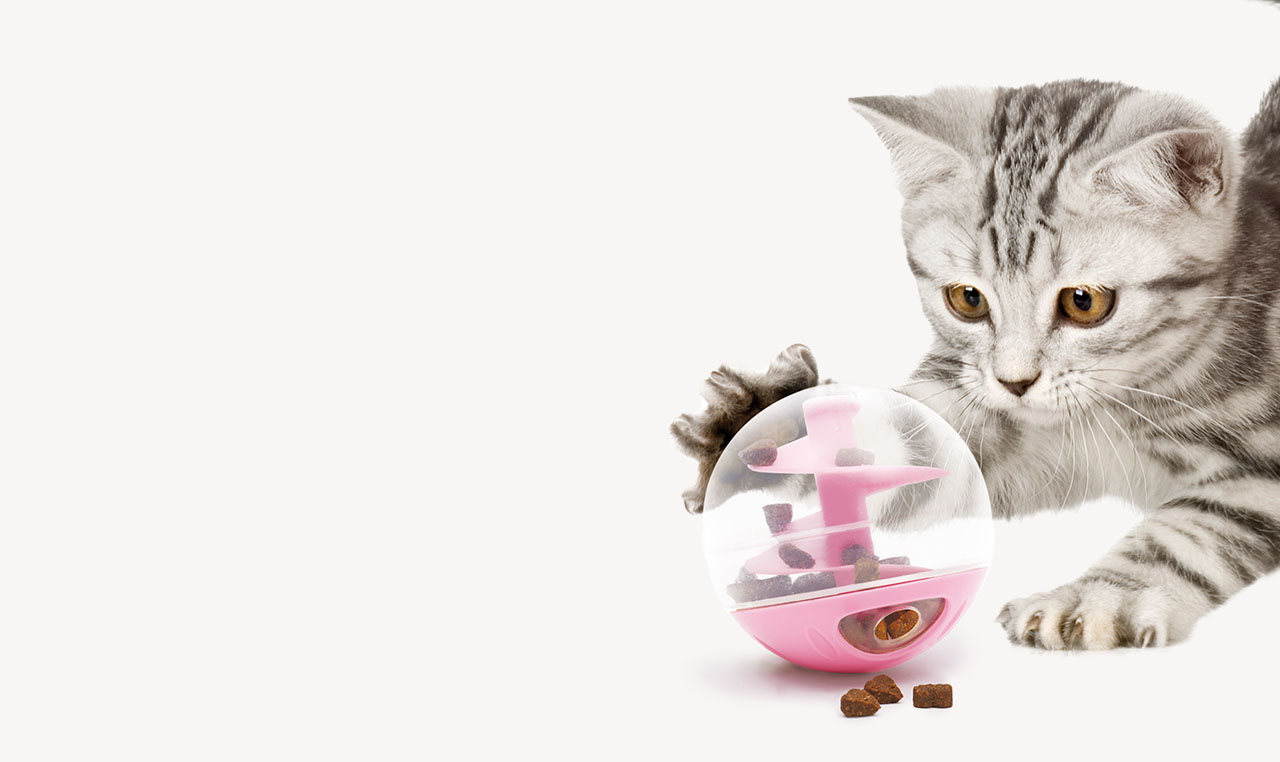 A grey tabby kitten playing with a pink and clear plastic treat-dispensing ball toy on a white background