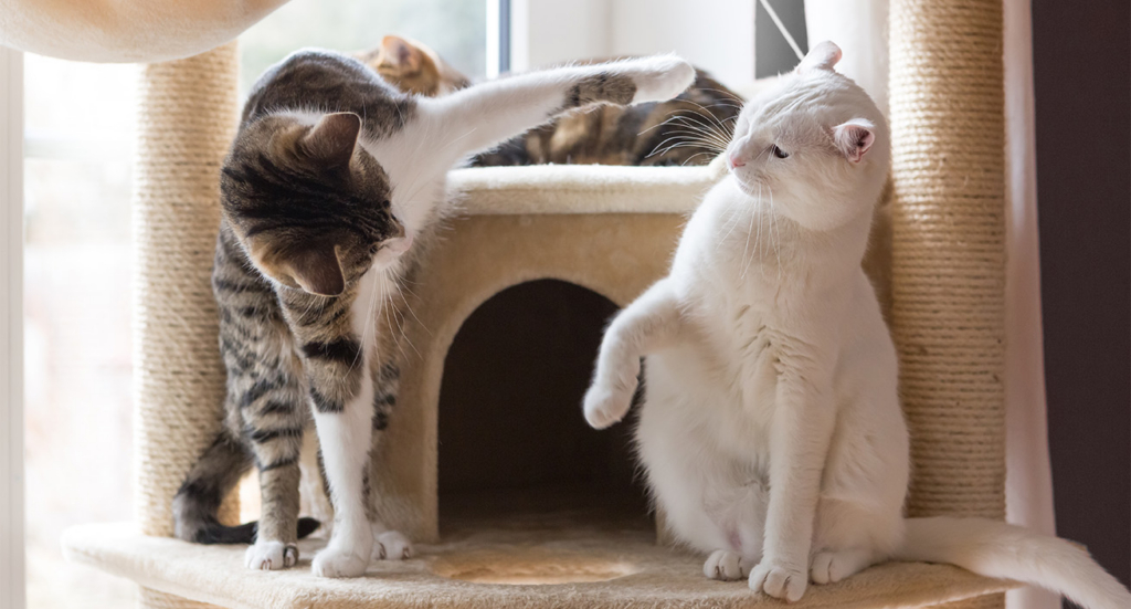 One cat swatting another cat on a scratching post.