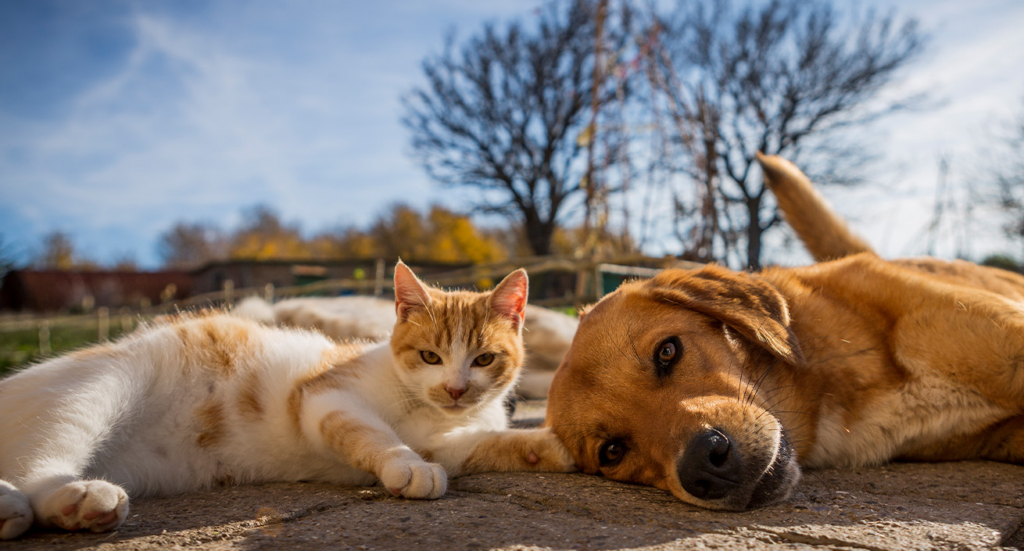 Gato blanco y naranja y Labrador Retriever tumbados en el jardín.
