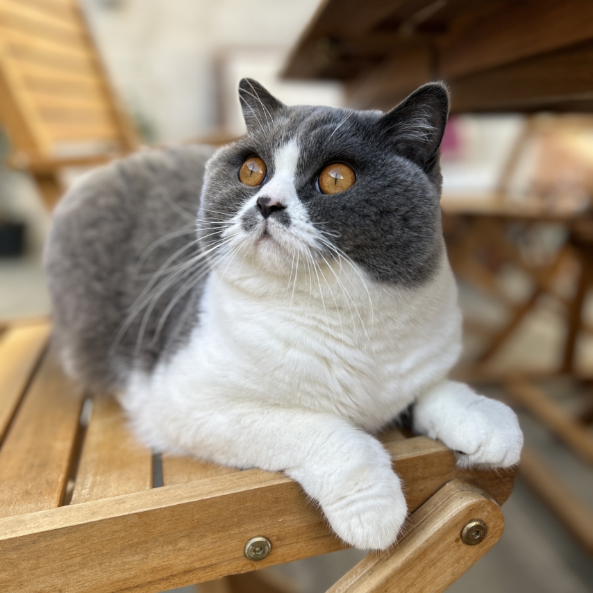 cat named Loki