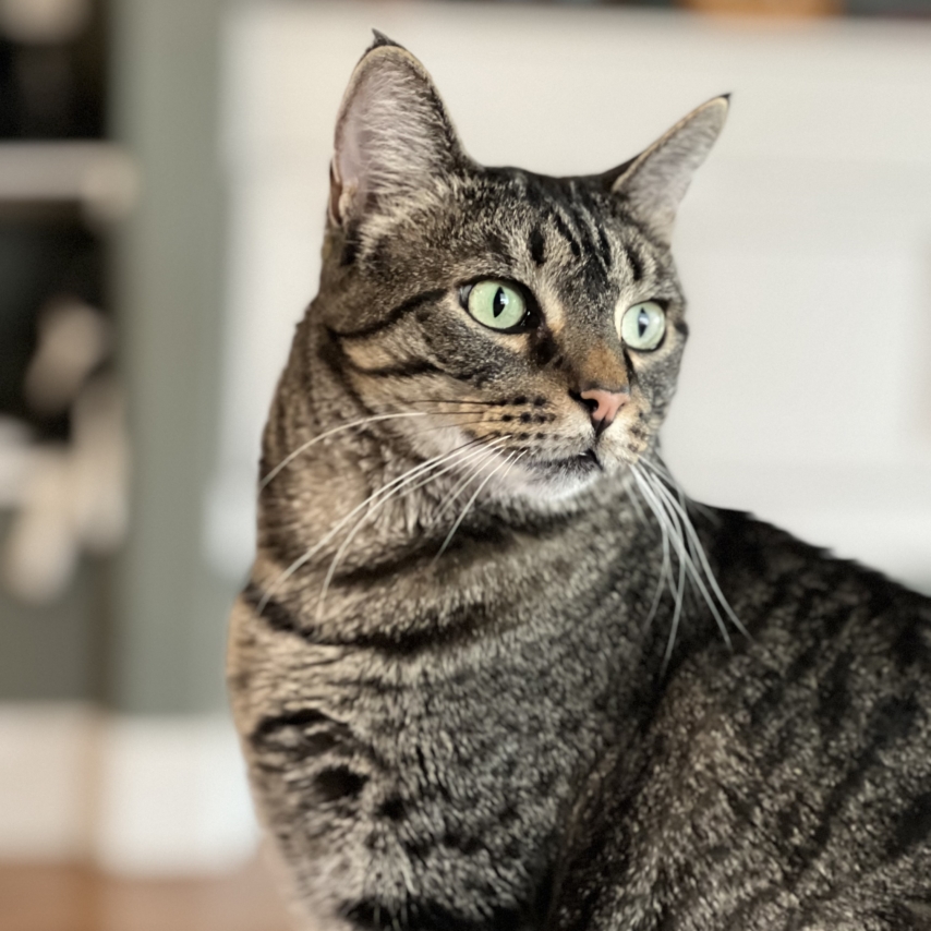 cat named Evelyn