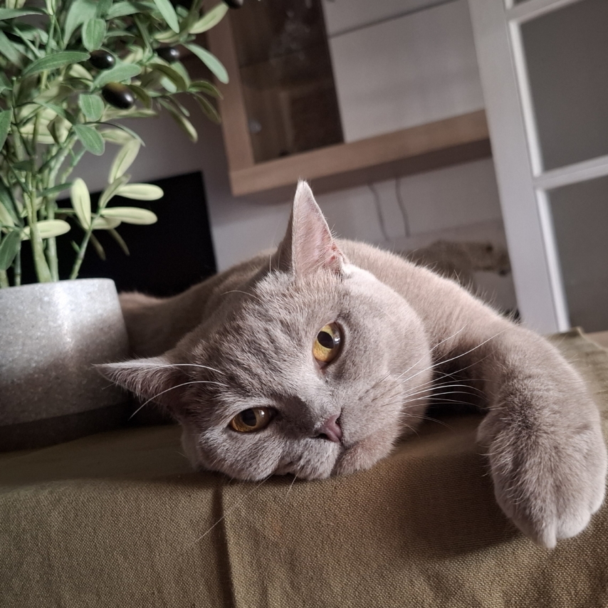 cat named Nala