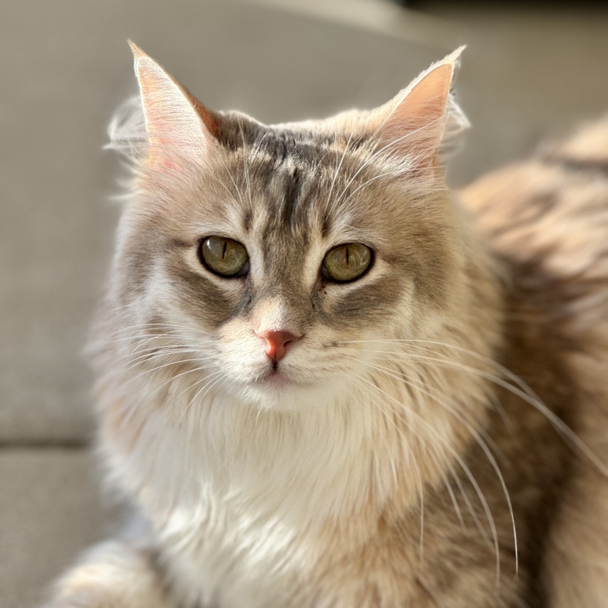 cat named Thanos