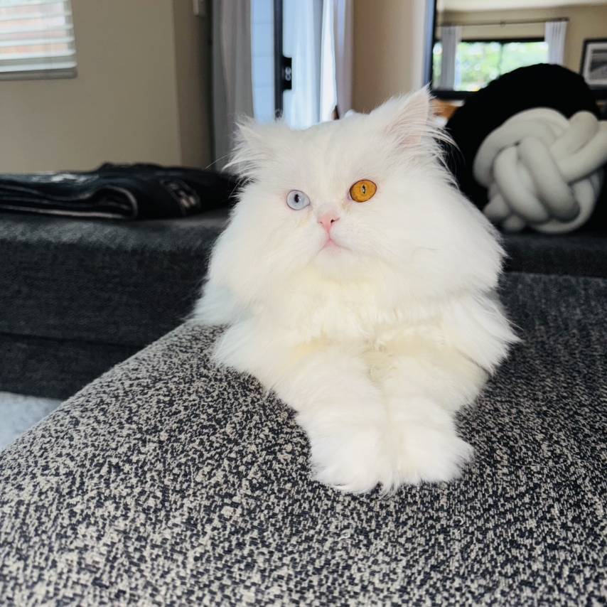 cat named Bijou Jolie