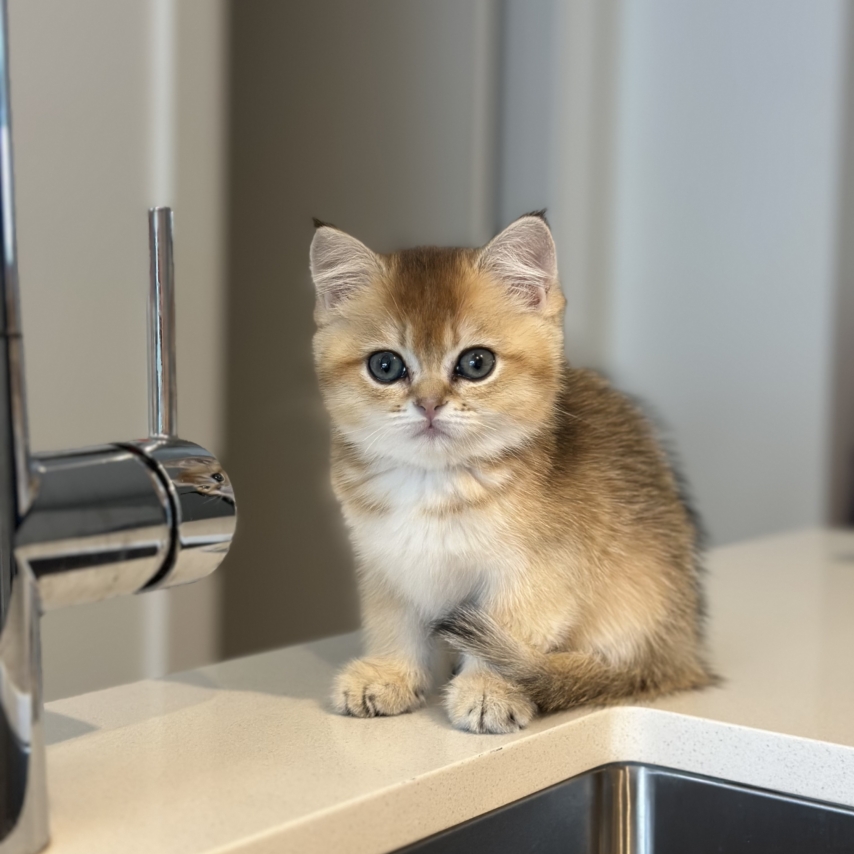 cat named Romi