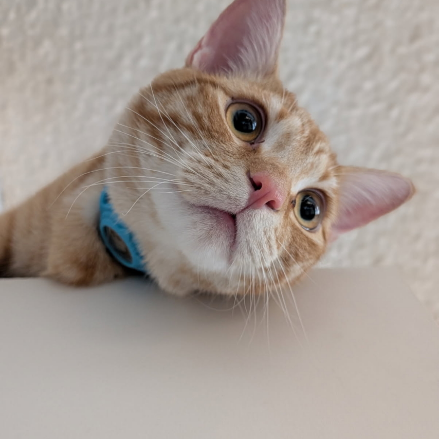 cat named Nelson
