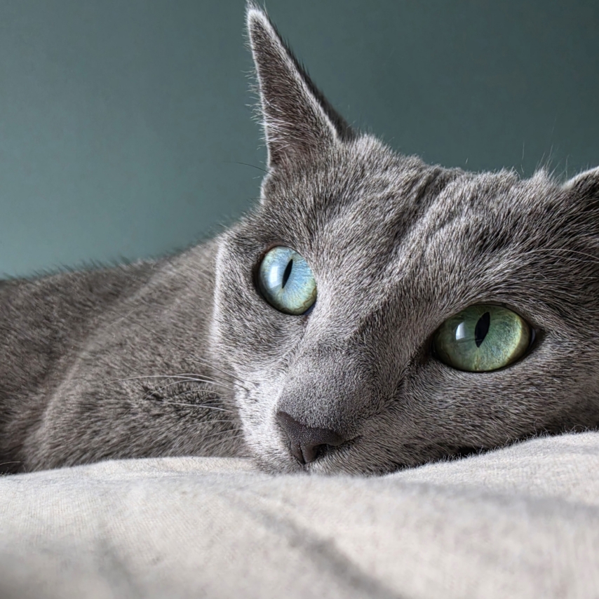 cat named Aya