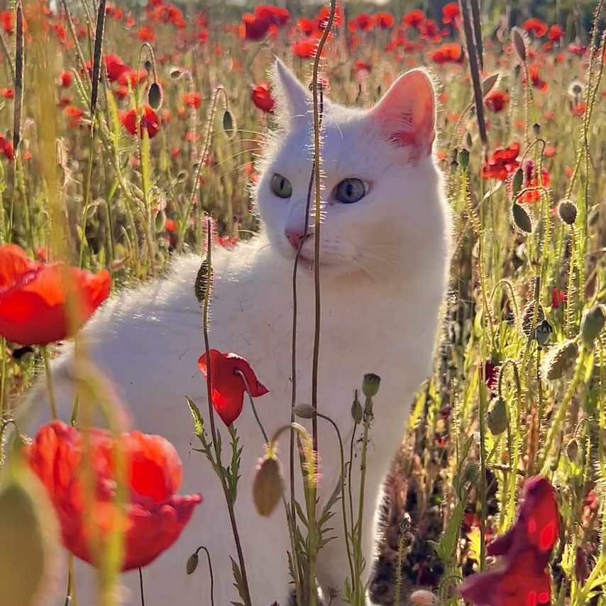 cat named VICTOR