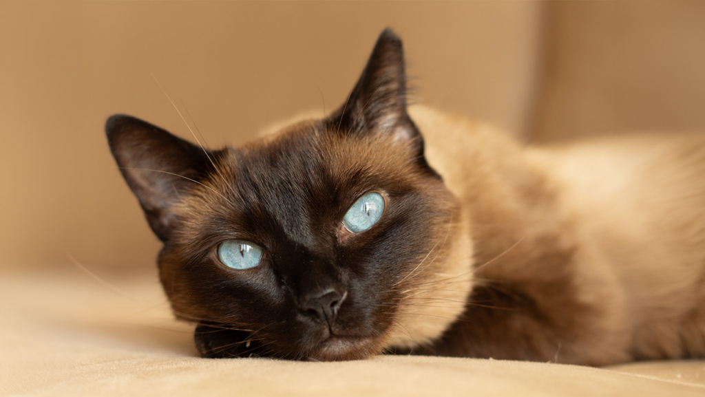 Un gato birmano colorpoint con ojos azul claro está tumbado en un sofá en el interior.
