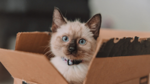 Un chaton colorpoint est assis bien droit dans une boîte en carton marron et regarde l'appareil photo.