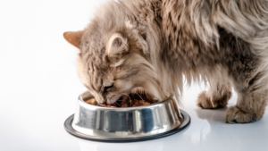 Un grand chat tigré gris mange dans un bol en inox.