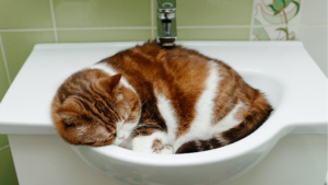 Un chat domestique à poil long est allongé dans le lavabo de la salle de bains.