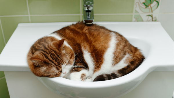 Un chat domestique à poil long est allongé dans le lavabo de la salle de bains.