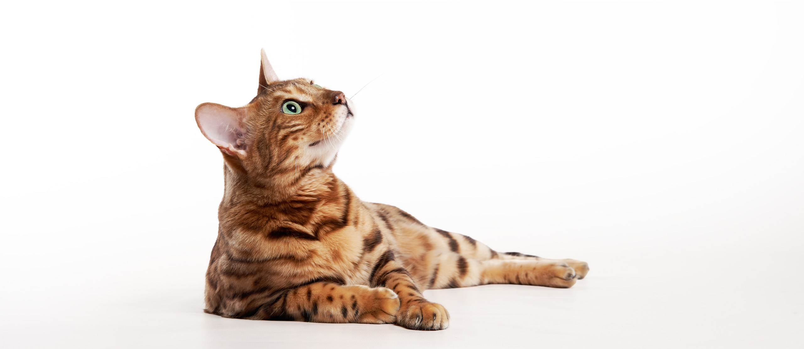 Bengal Cat Laying down and looking up.