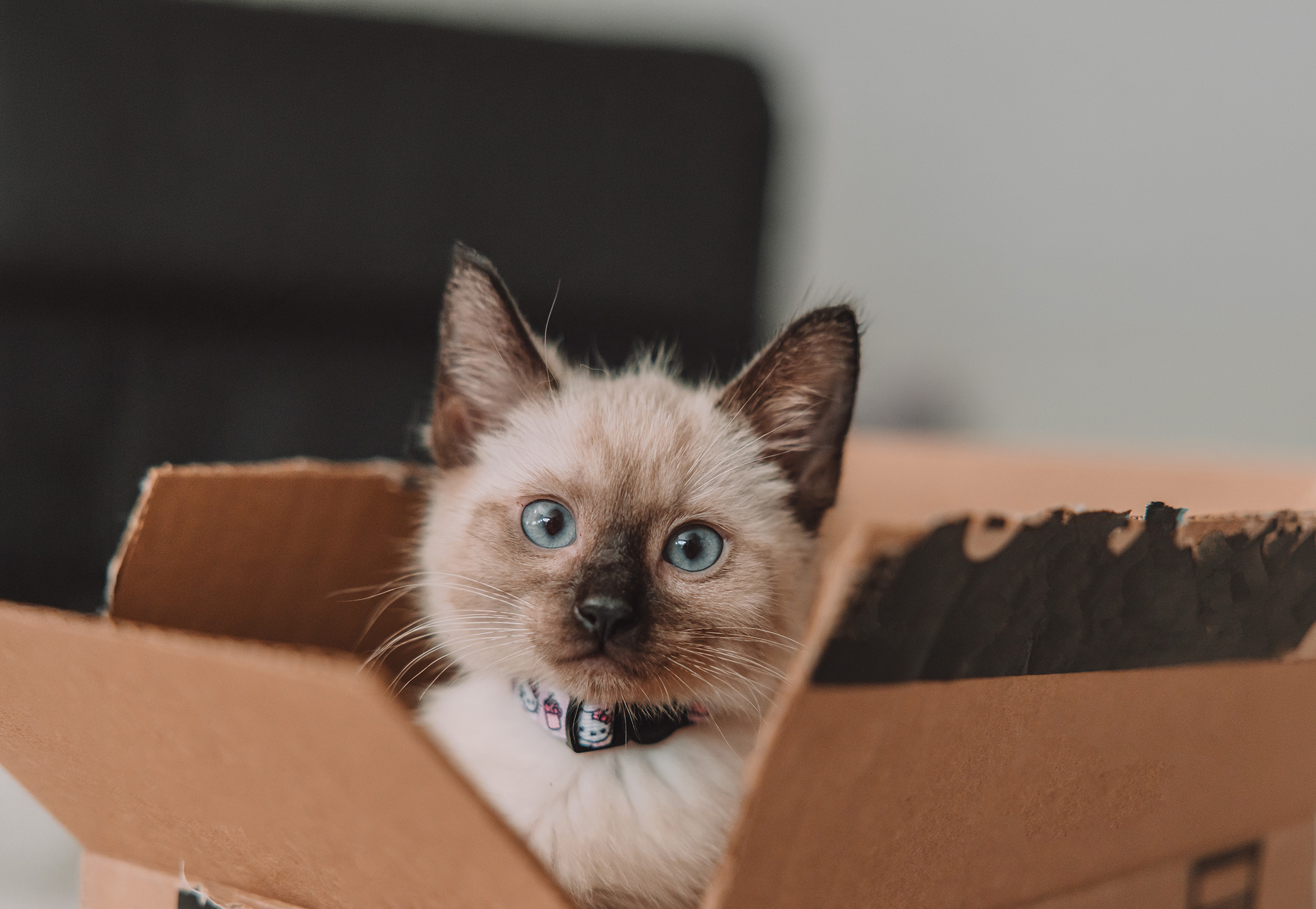 A colorpoint kitten sits upright in a brown cardboard box and looks at the camera.