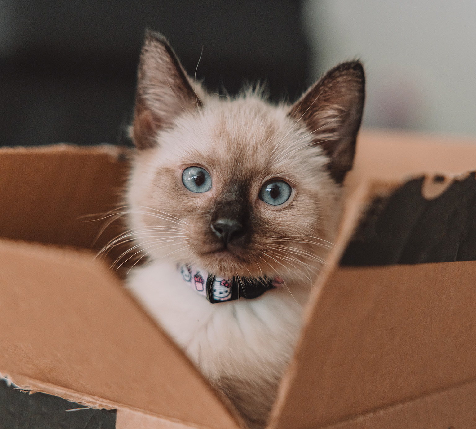A colorpoint kitten sits upright in a brown cardboard box and looks at the camera.