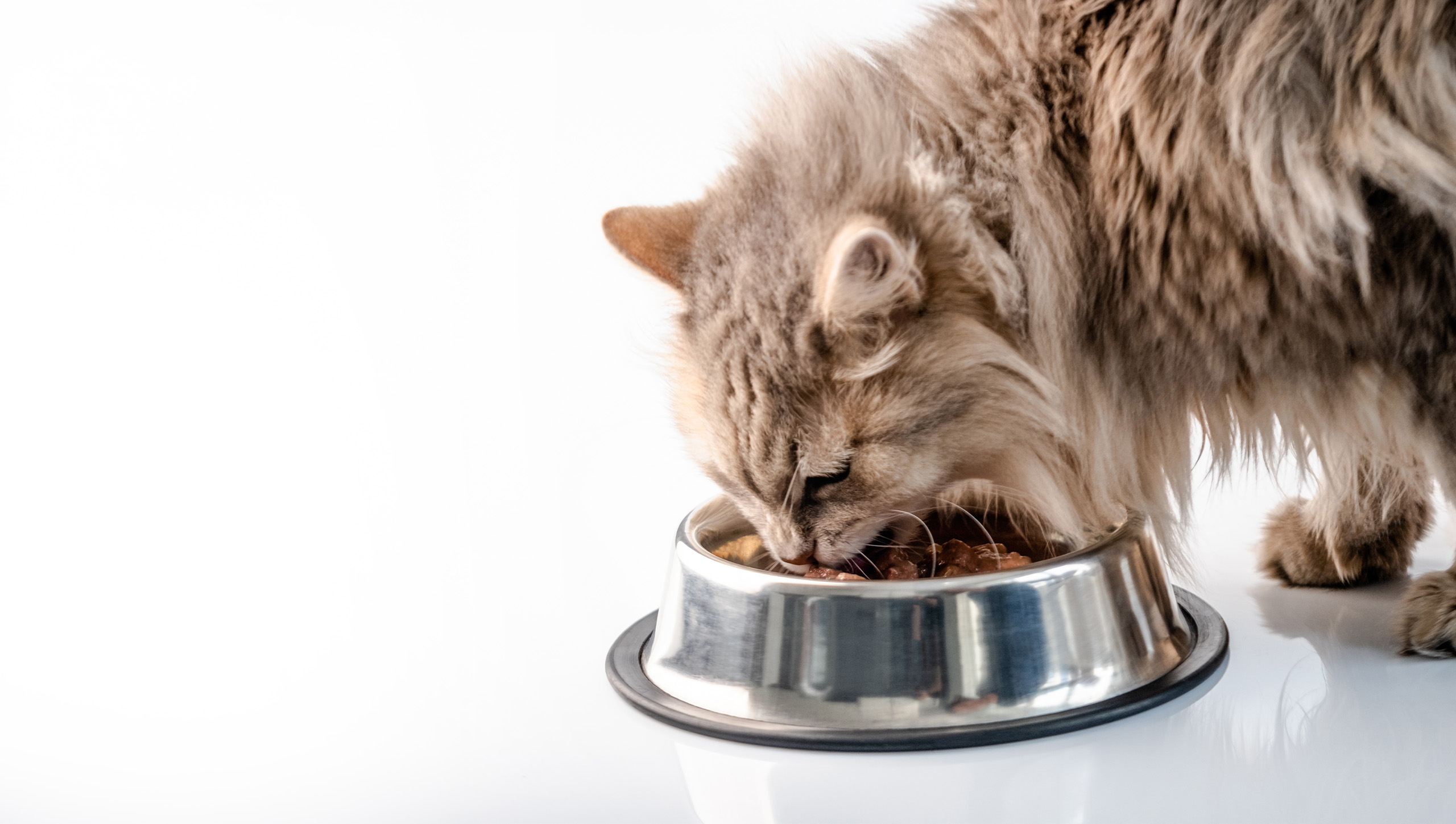 A large grey tabby cat eats food from a stainless steel bowl.