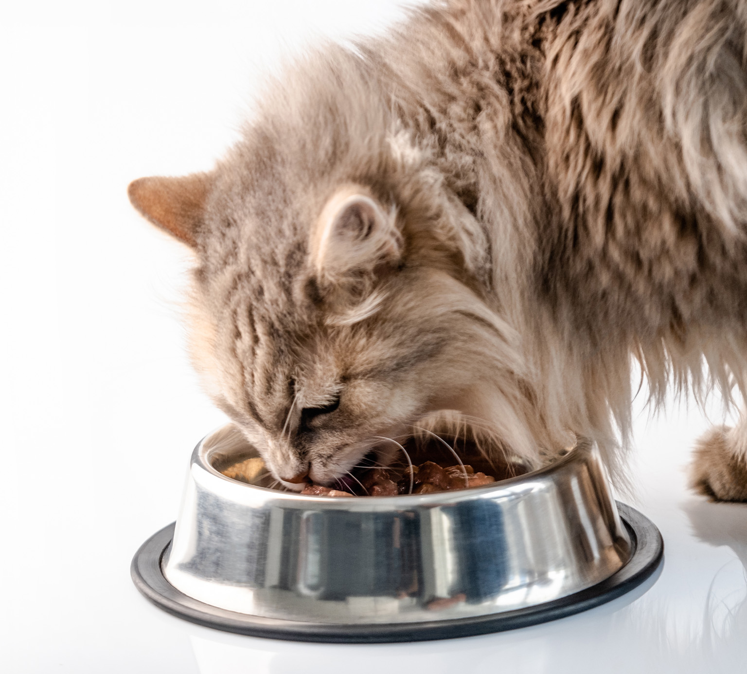 A large grey tabby cat eats food from a stainless steel bowl.