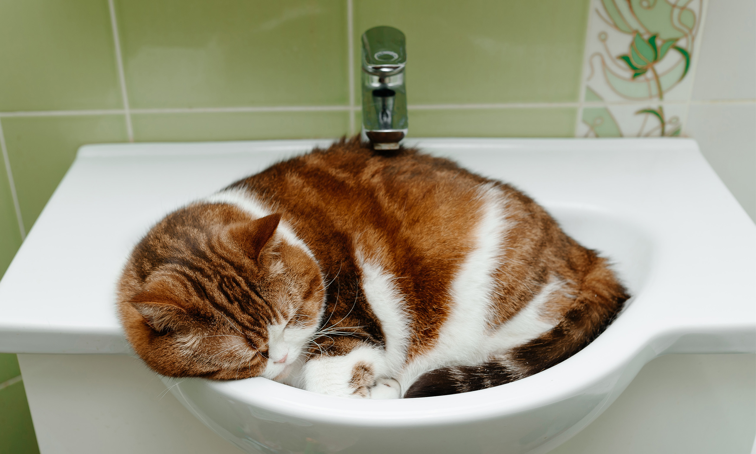A Domestic Longhair cat lies in a bathroom sink.