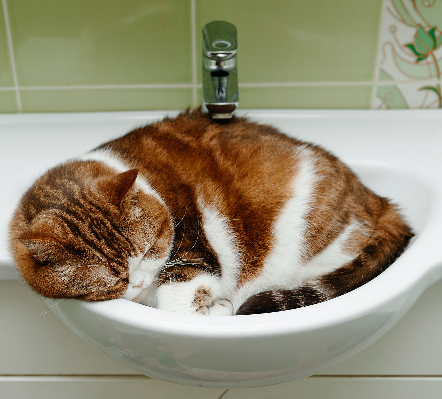 A Domestic Longhair cat lies in a bathroom sink.