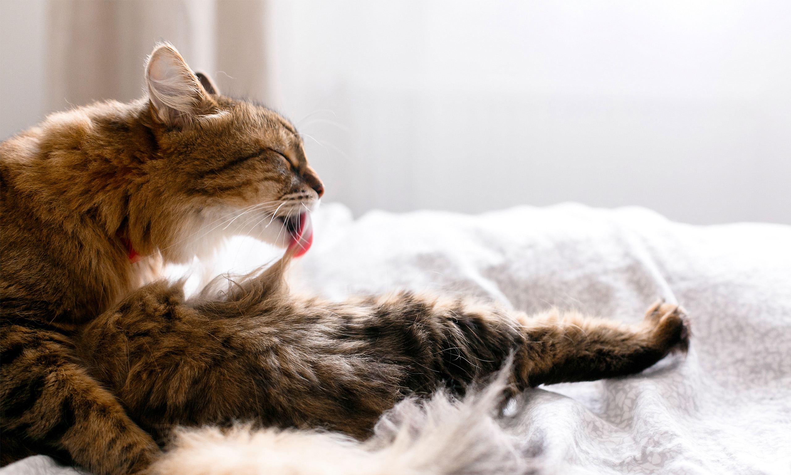 Large brown cat licking its long fur