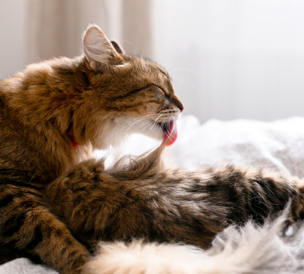 Large brown cat licking its long fur