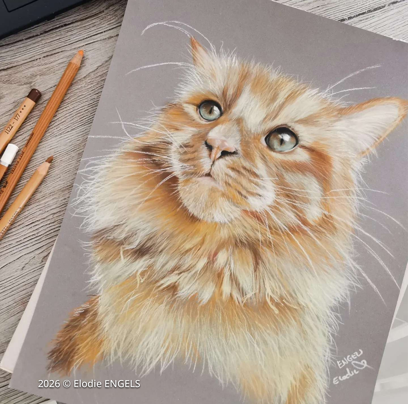 A drawing of a ginger longhair cat.