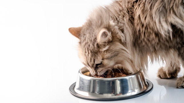 A large grey tabby cat eats food from a stainless steel bowl.